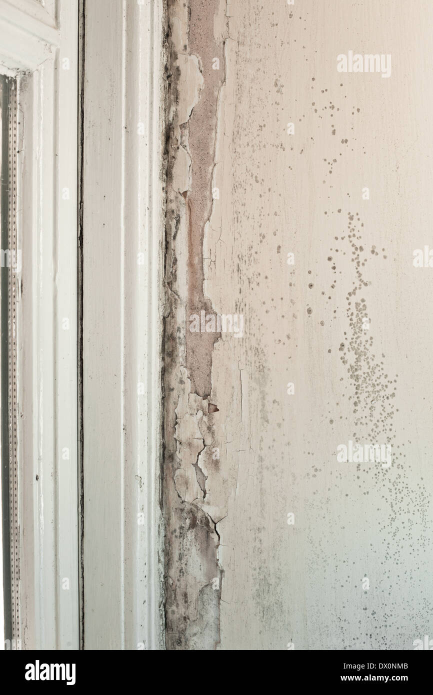 Muffa e marciume di legno su un telaio della finestra e la parete Foto Stock