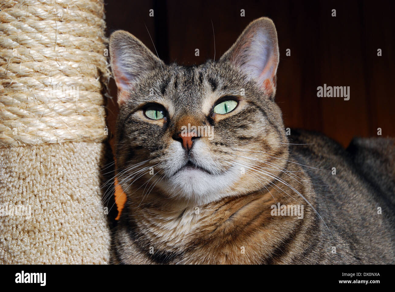 Bella tabby gatto con gli occhi verdi rilassante accanto alla graffiatura post Foto Stock