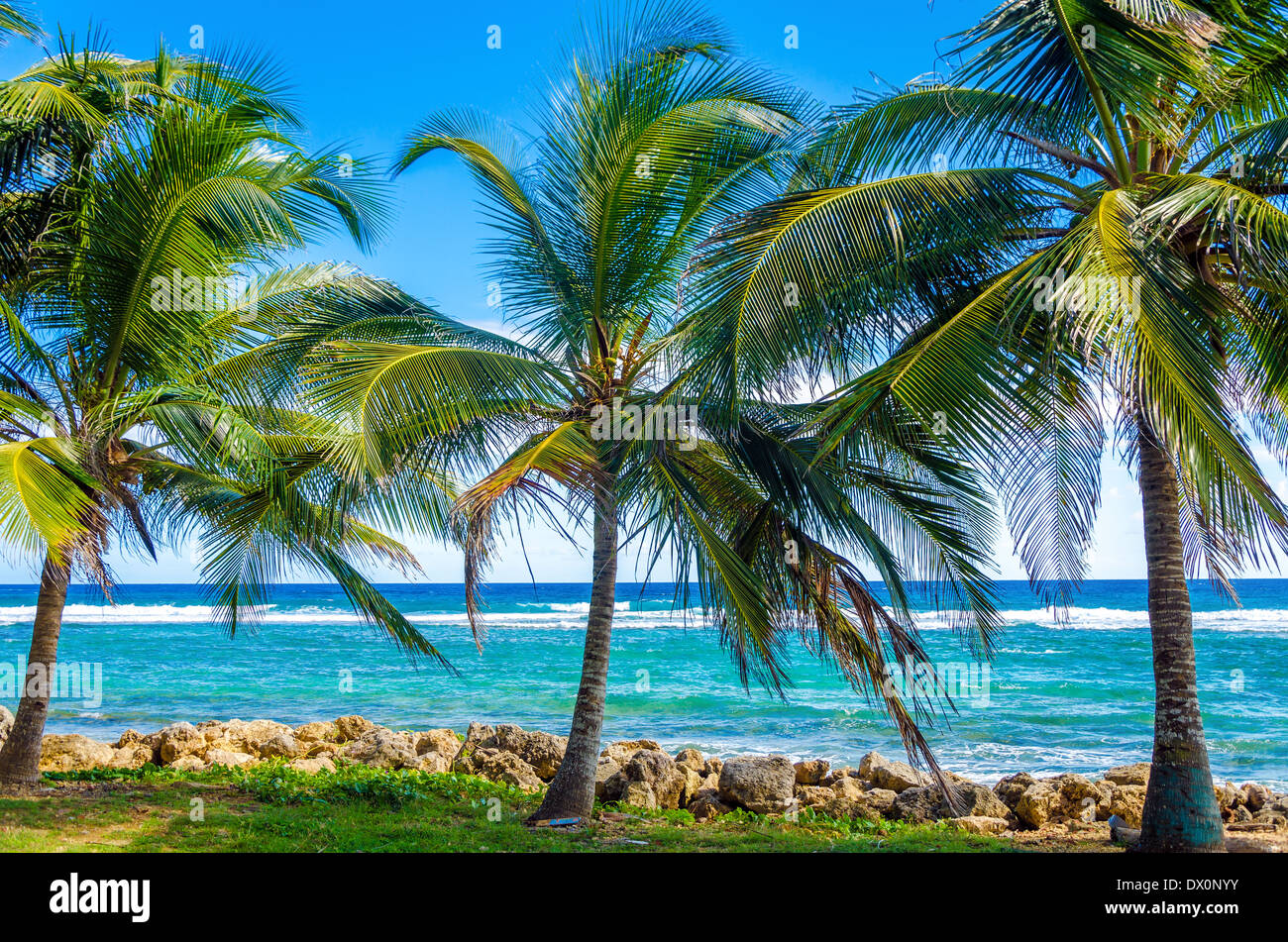 Palme sul Mare dei Caraibi sulla riva di San Andrés y Providencia, Colombia Foto Stock
