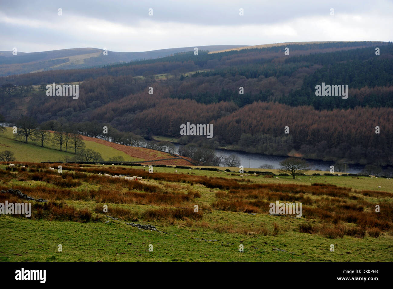 Guardando le Goyt Valley e il serbatoio in High Peak District vicino a Buxton DERBYSHIRE REGNO UNITO Foto Stock