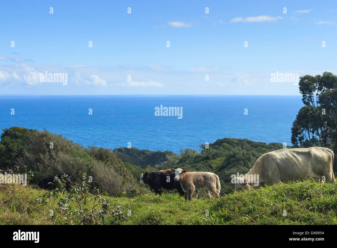 Una famiglia di mucche pascolano in un pascolo a Maui con il aperto oceano Pacifico in background. Foto Stock