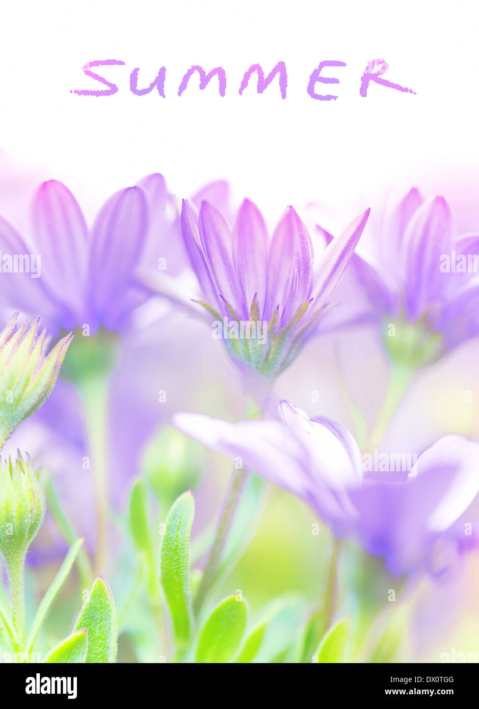 Estate fiori freschi, viola daisy campo fiore, floreale dolce radura in giardino, bellissimo prato, soft focus Foto Stock