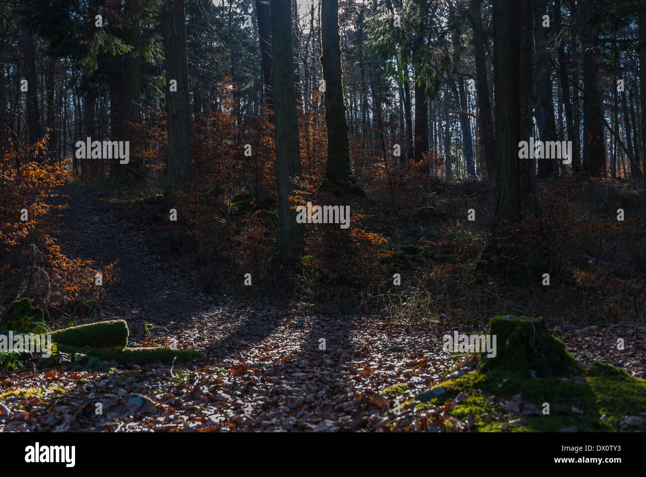 Foresta di Marangolo Foto Stock