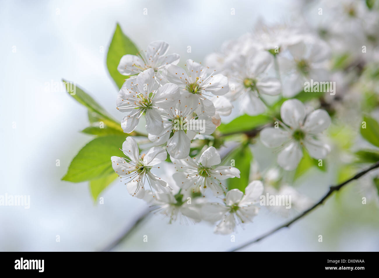 Bee nel fiore di ciliegio isolato Foto Stock