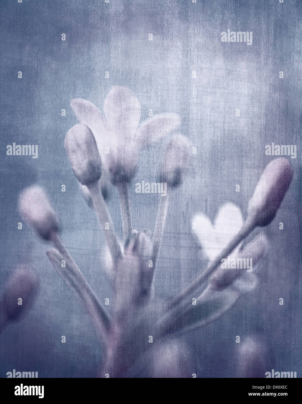 Foto di grunge di dolci con fiori freschi, colori freddi di stile retrò immagine, arte e sognanti foto, gara natura, tempo di primavera Foto Stock