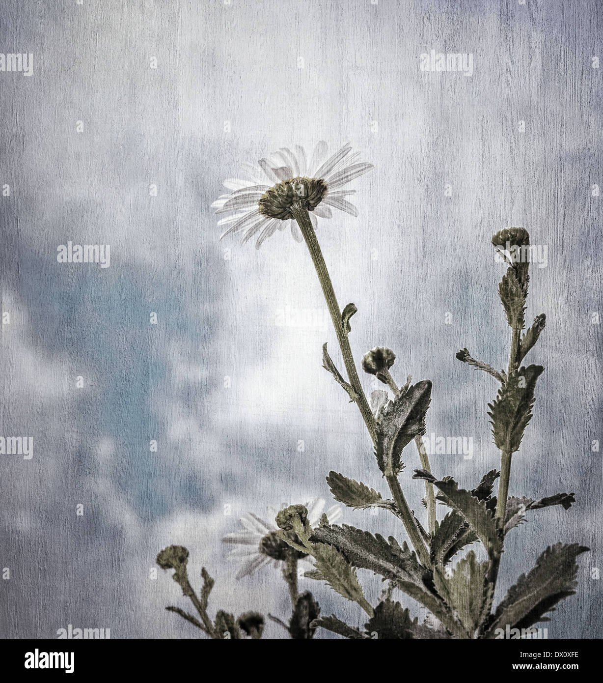 Foto di grunge di daisy fiori su sfondo con cielo nuvoloso, arte, profondità di campo, bellissimo sfondo naturale Foto Stock