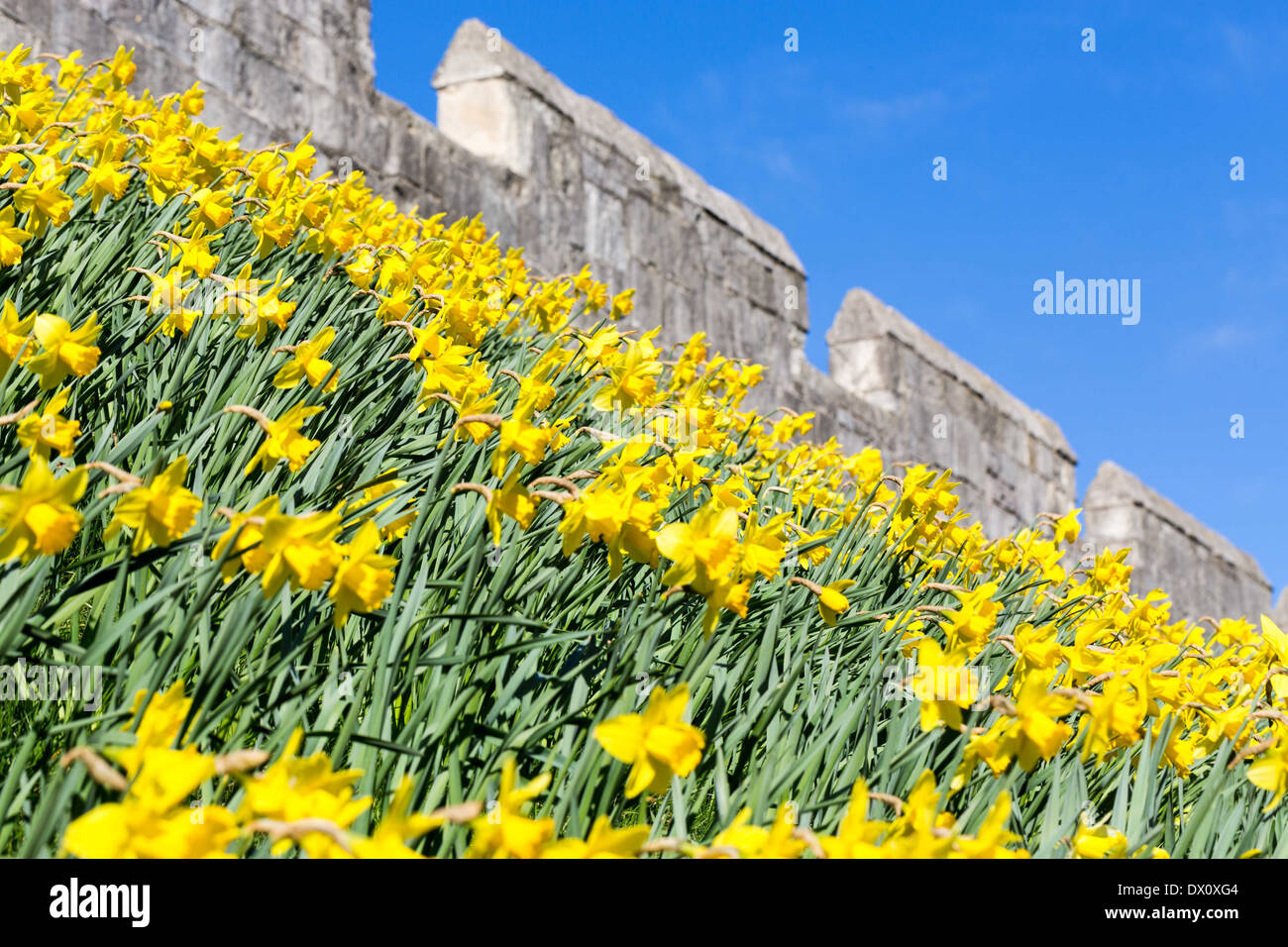 La molla narcisi sulle mura della città di York Foto Stock