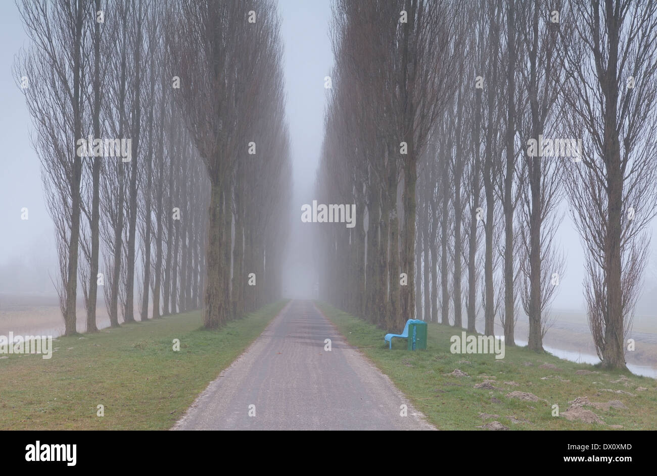 Panca e tunnel tra gli alberi in caso di nebbia fitta Foto Stock