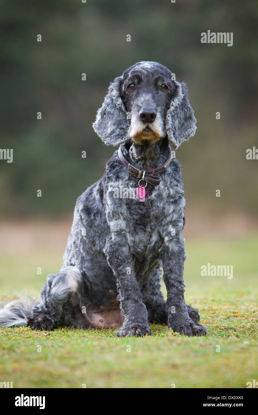 Un vecchio Cocker Spaniel cane seduto fuori su erba in campagna Foto Stock