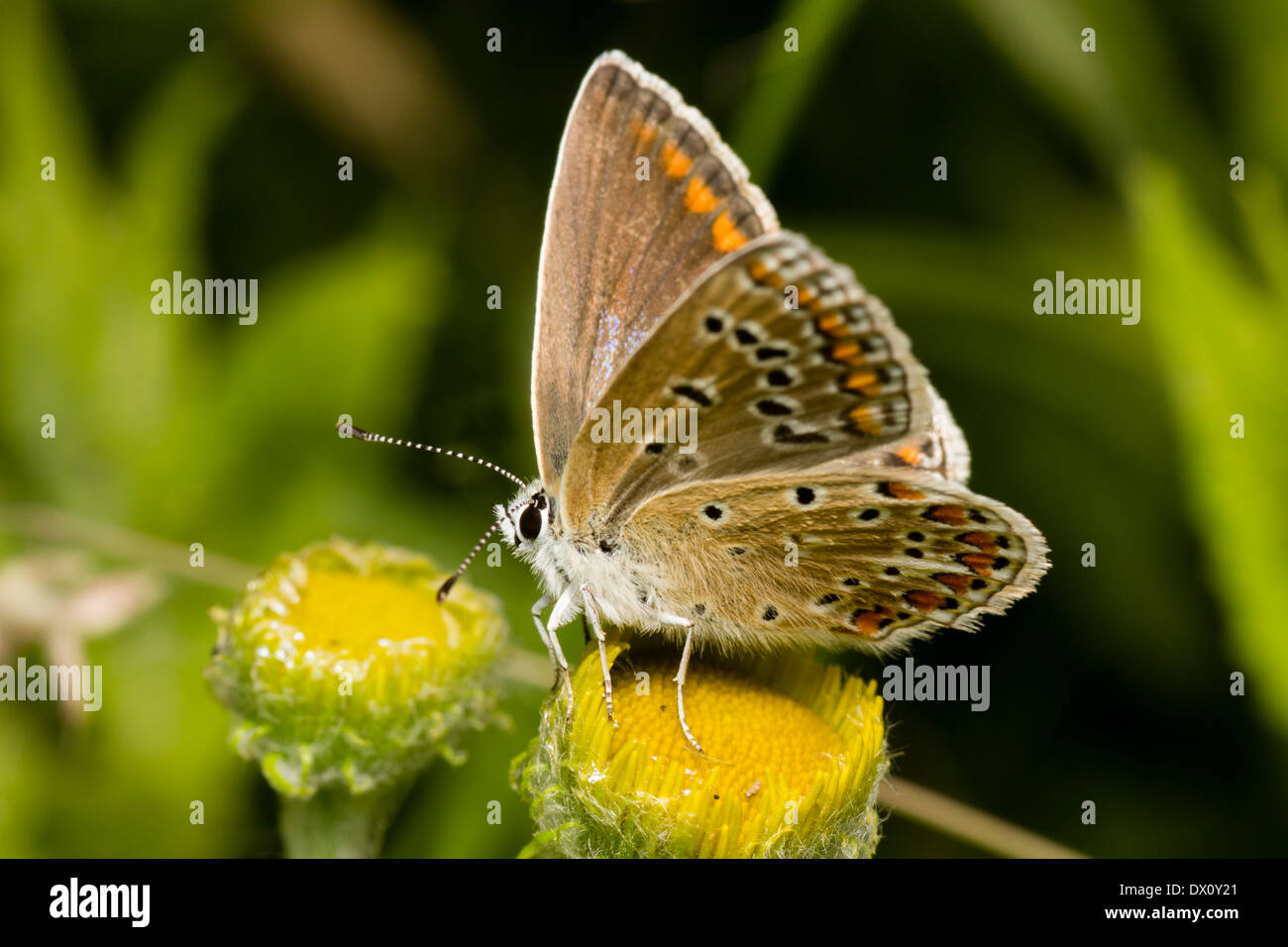 Comune Femmina blue butterfly, Polyommatus icarus, alimentando su henbane Foto Stock