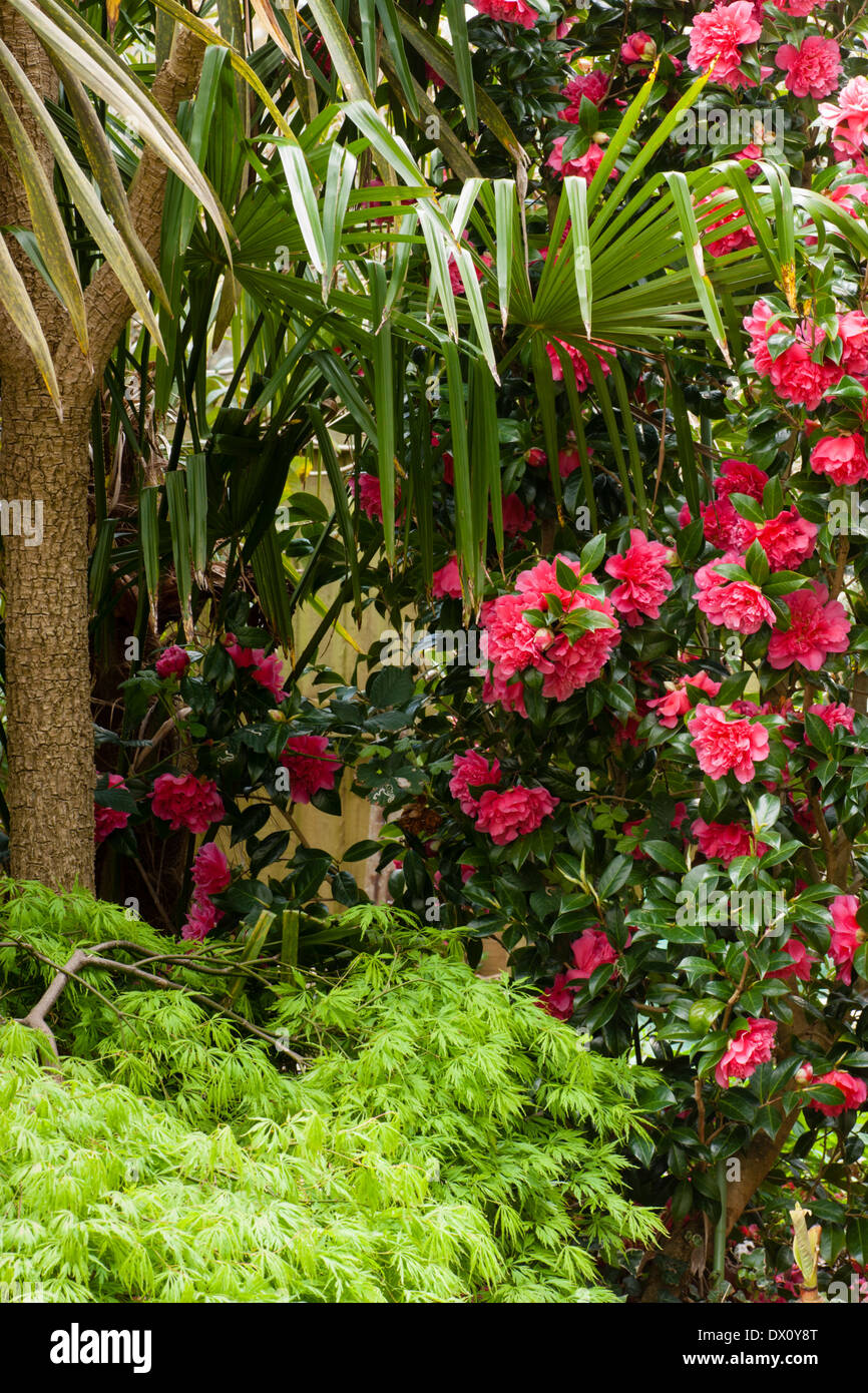Aprile giardino in scena con la Camellia, Acer palmatum dissectum e fronde di trachycarpus fortunei sotto Cordyline 'Caffè crema' Foto Stock