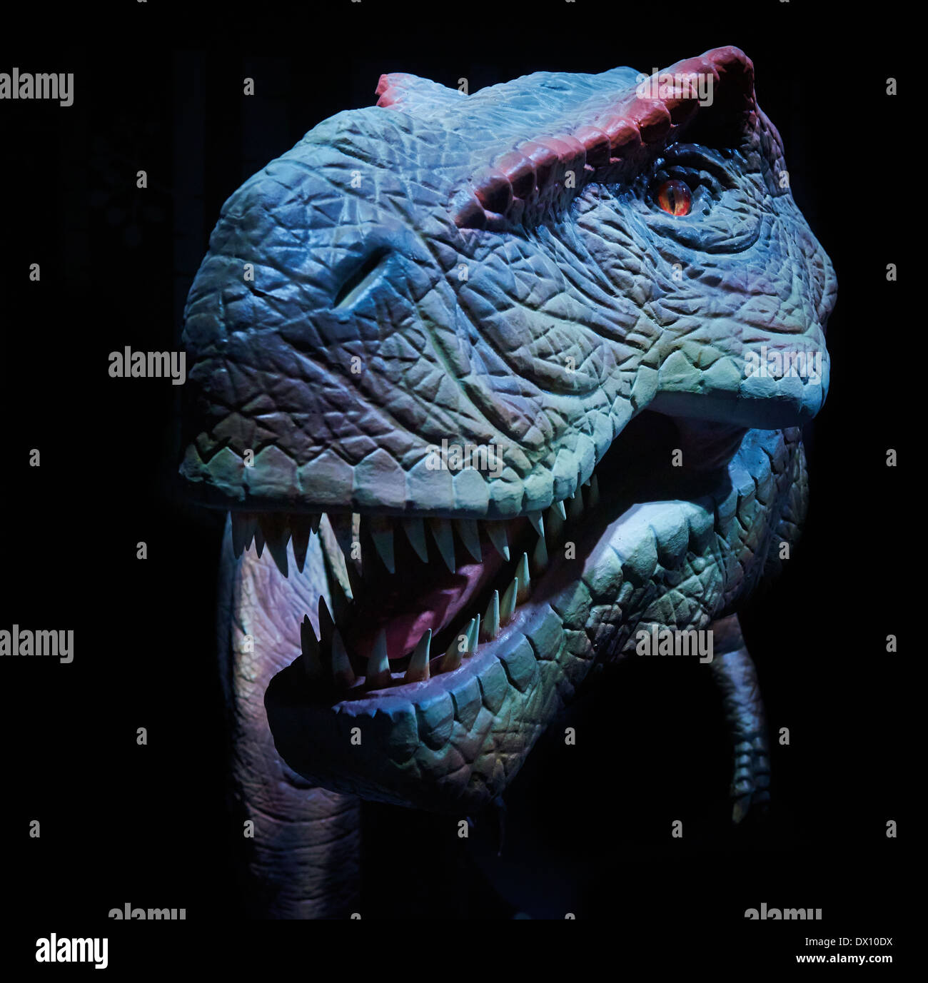 Tirannosauro Rex Modello ricostruito vicino su sfondo nero Foto Stock