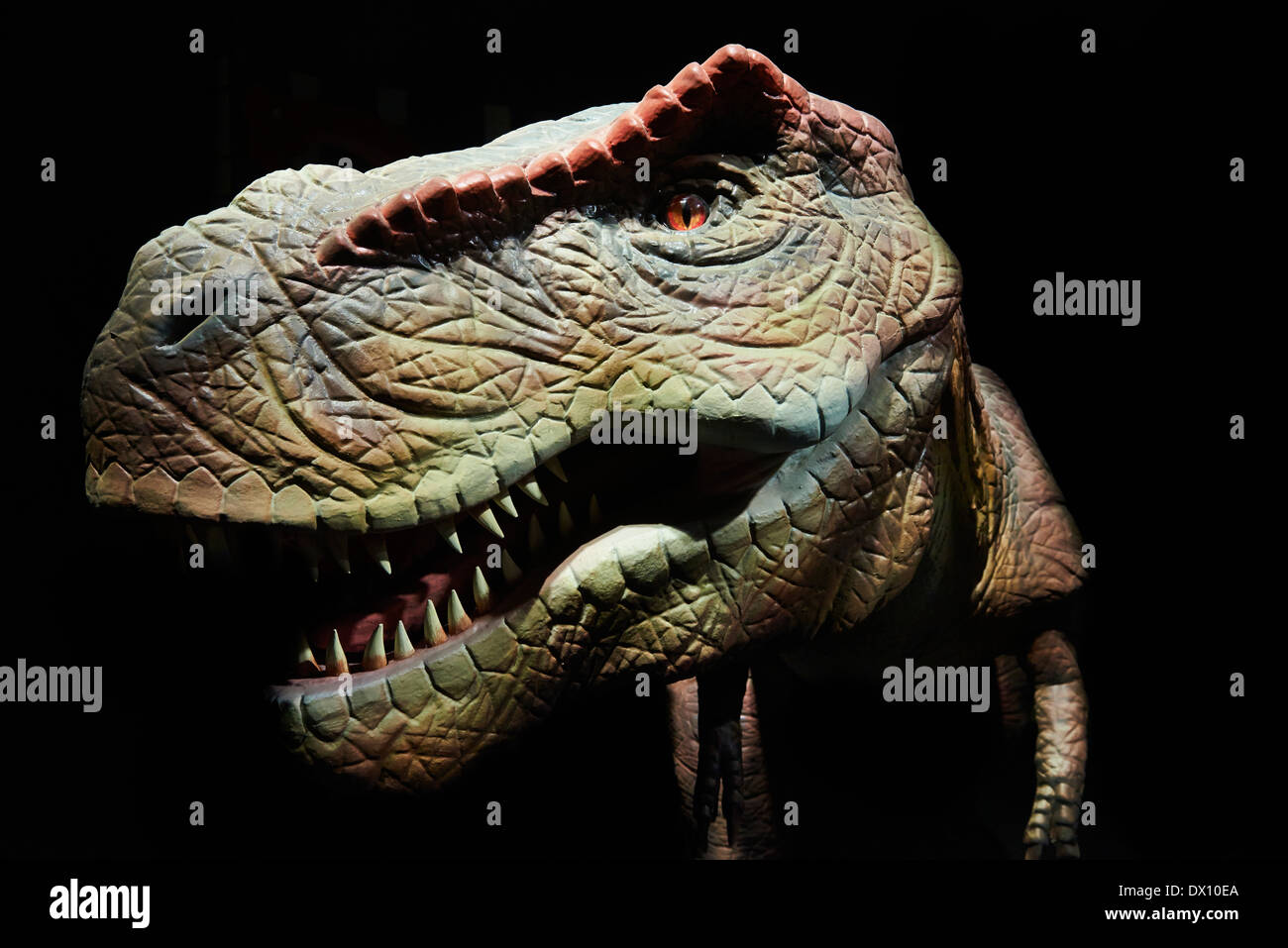 Tirannosauro Rex Modello ricostruito vicino su sfondo nero Foto Stock
