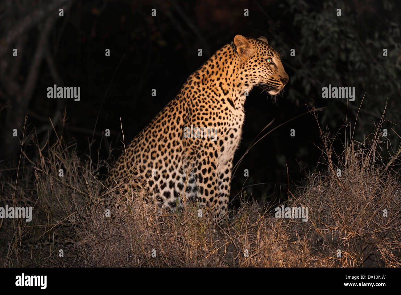 Vista laterale di spotted leopard di notte, sabbie riserva naturale, Sabi Sand Game Reserve, Skukuza, Kruger Park, Sud Africa (RSA) Foto Stock Vista laterale di spotted leopard di notte, sabbie riserva naturale, Sabi Sand Game Reserve, Skukuza, Kruger Park, Sud Africa (RSA) Foto Stock