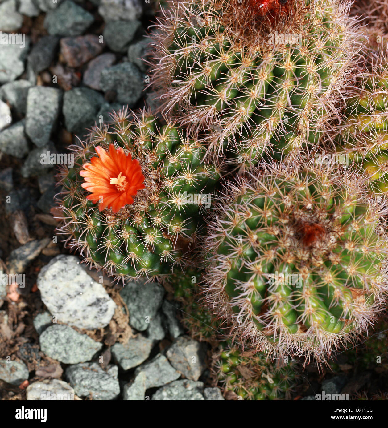 Cactus, Parodia comarapana, Cactaceae. Bolivia, Sud America. Foto Stock