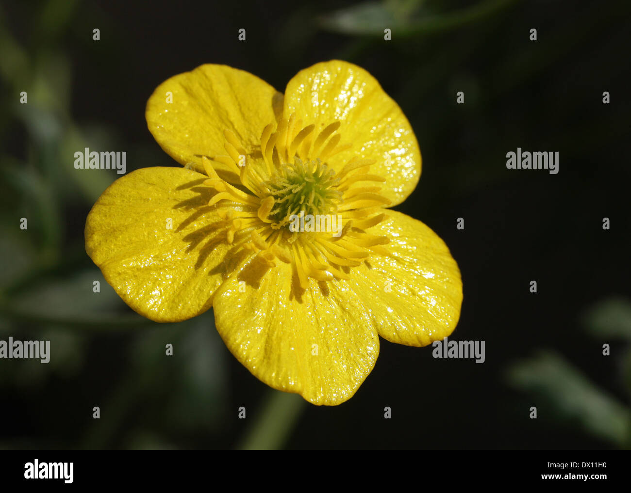 Ranuncolo, Ranunculus spruneranus, Ranunculaceae. La Grecia, Mediterraneo del sud-est Europa. Foto Stock
