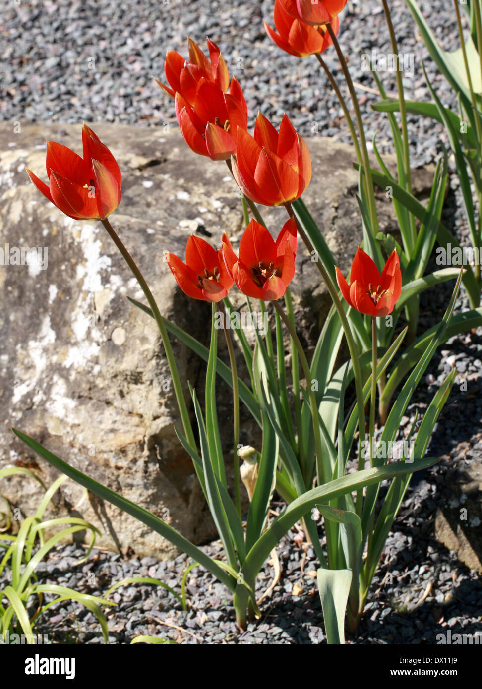 Specie Tulip, Tulipa whittallii, liliacee. La Turchia. Foto Stock