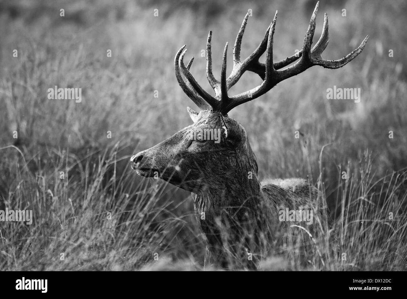 Red Deer stags durante la stagione di solchi Foto Stock