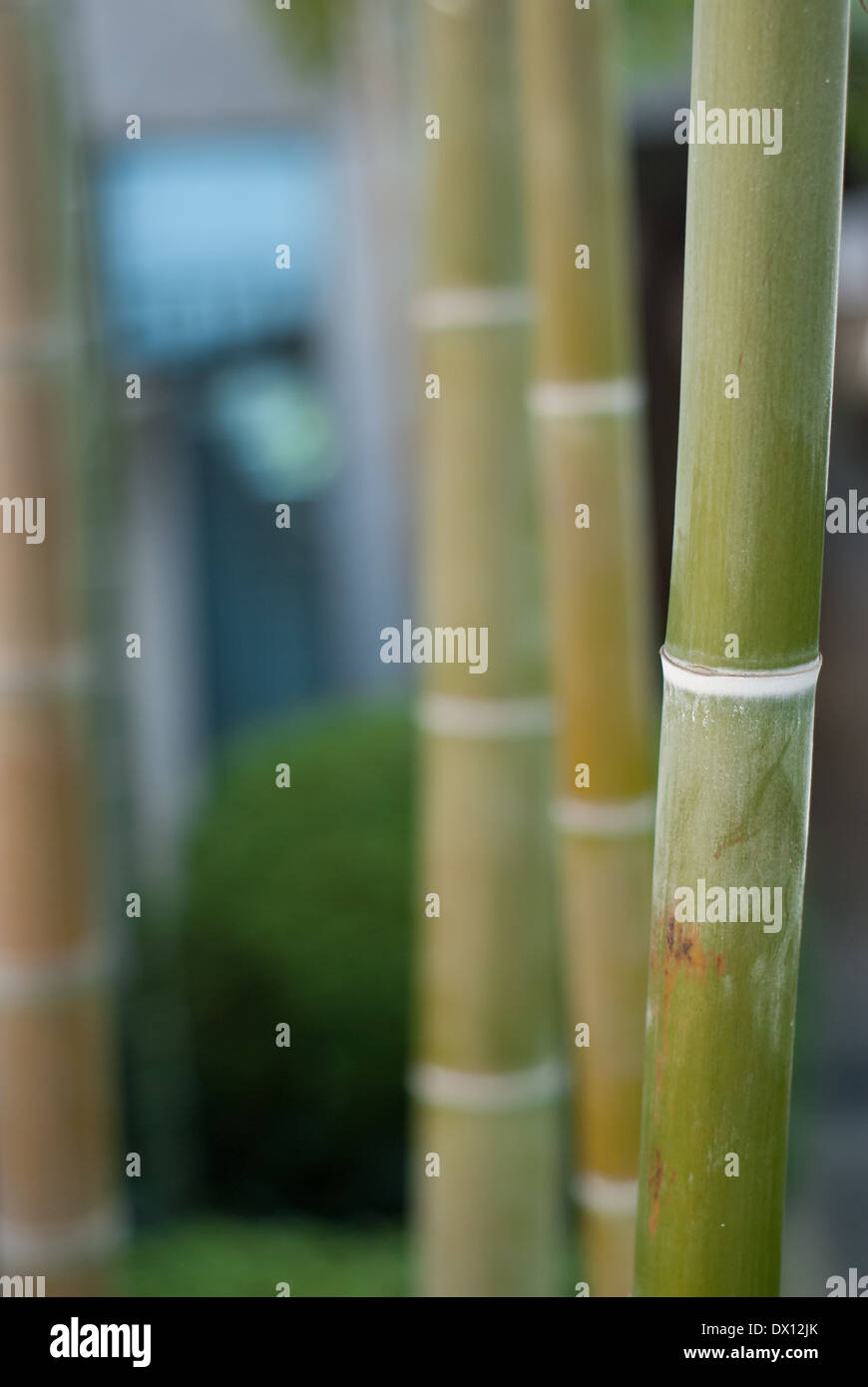 Gli alberi di bambù in Tokyo, Giappone Foto Stock