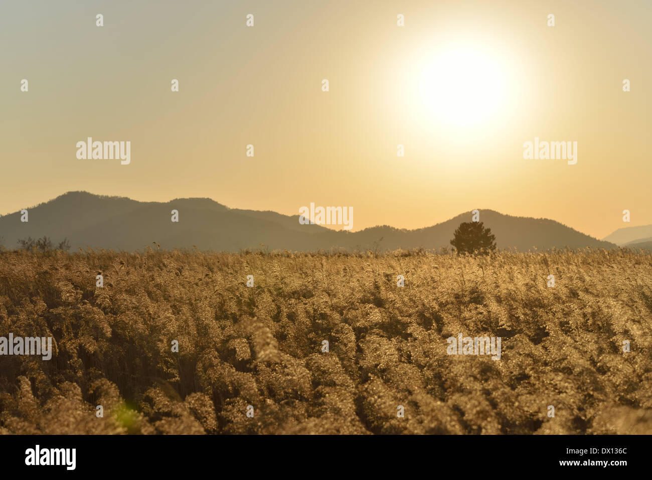 Paesaggio di canne campo nella baia di Suncheon in Corea Foto Stock