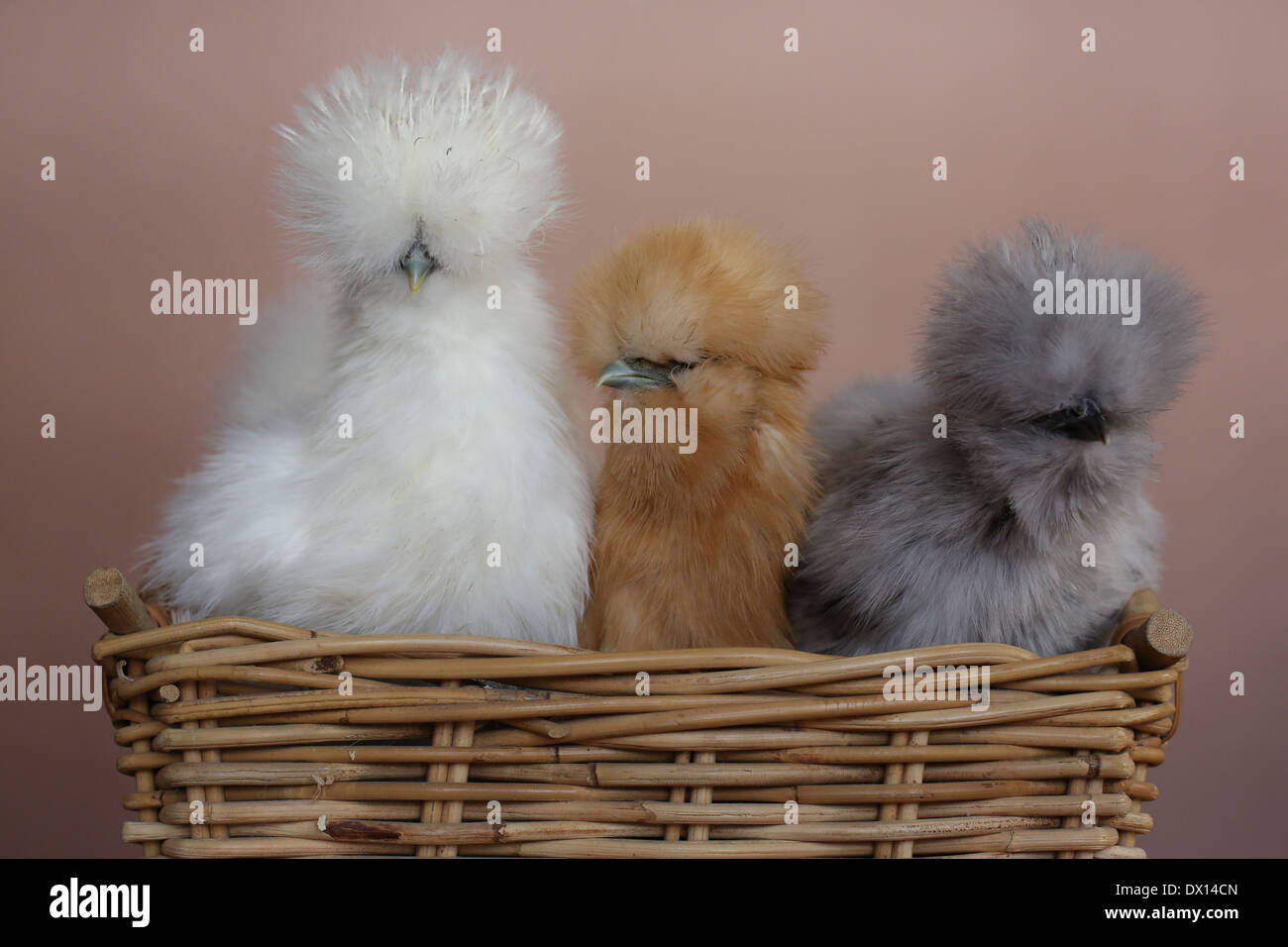 3 Silkie polli, fianco a fianco in un cestello. Foto Stock