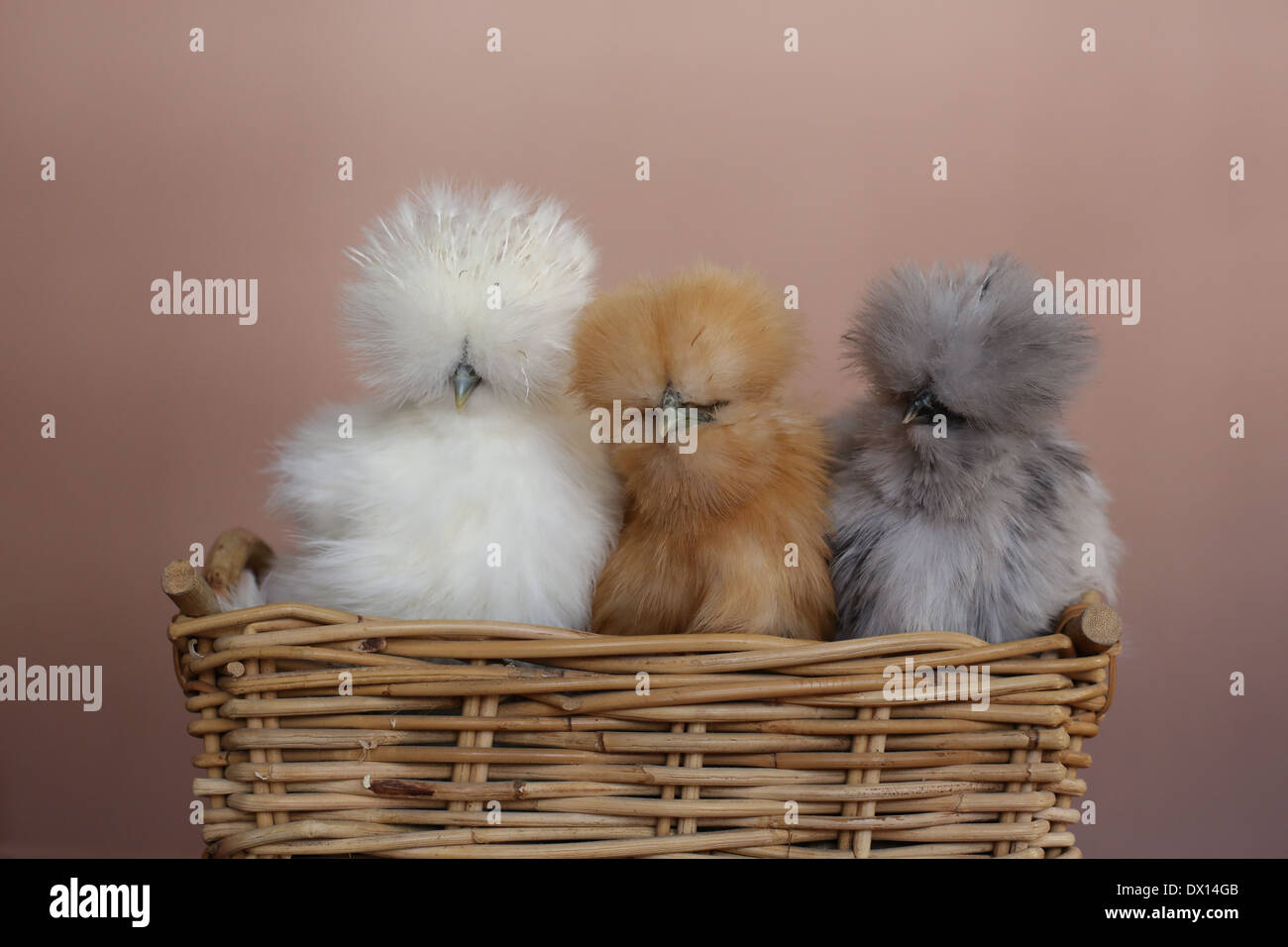 3 Silkie polli, fianco a fianco in un cestello. Foto Stock