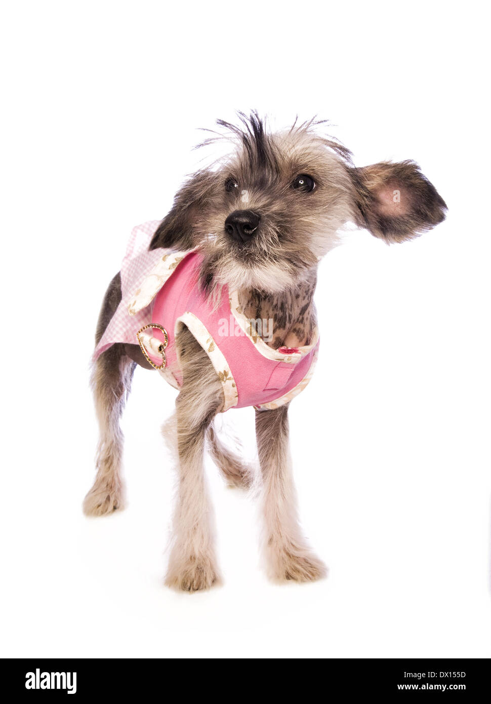 Adorabili crestato cinese cucciolo glabre in piedi indossando abiti rosa isolato su sfondo bianco Foto Stock