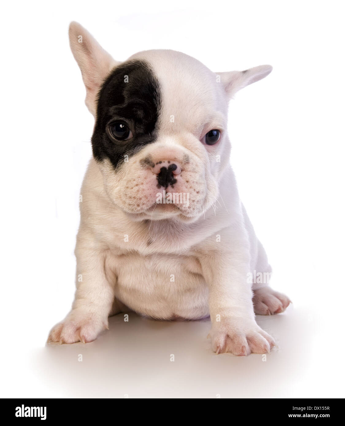 Adorabili in bianco e nero bulldog francese cucciolo con patch sul occhio isolato su bianco Foto Stock