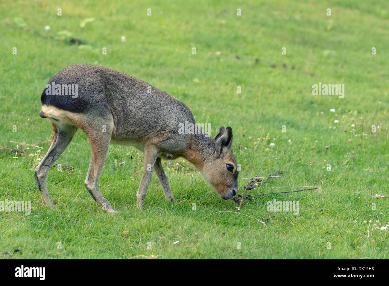 Mara pascolo su un verde prato Foto Stock