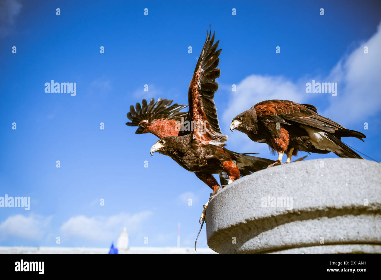 Maestose aquile in Londra. eagles sono utilizzati come una forma di controllo di peste a Londra. Foto Stock