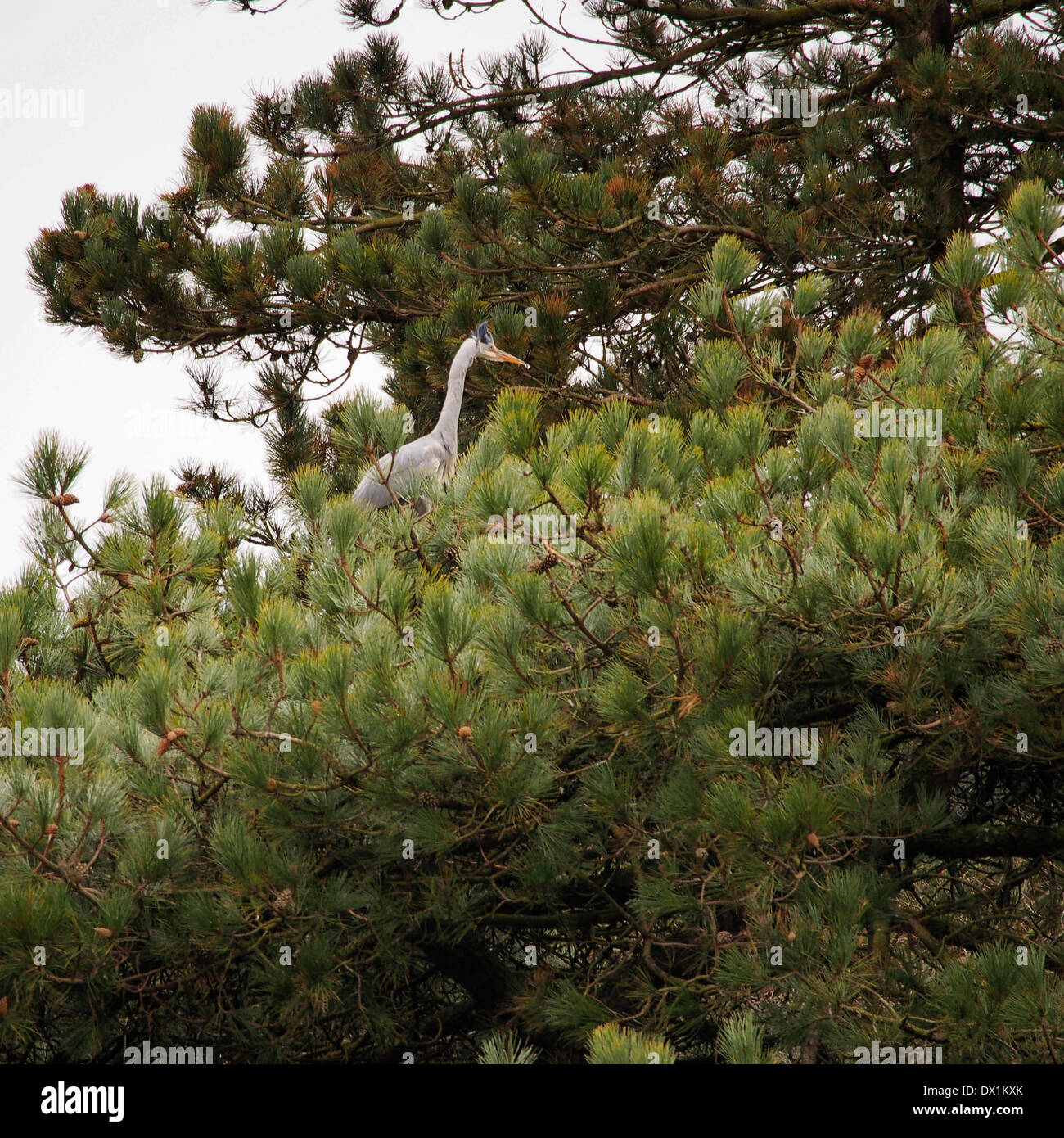 Leyland, Lancashire, Regno Unito, 16 marzo, 2014. Aironi seduta sul nido in alto in alberi di pino a Cuerden Valley Park Credit: Sue Burton/Alamy Live News Foto Stock