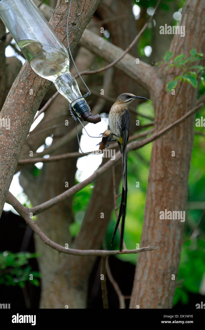 Un capo Sugarbird (Promerops cafer) bere da un alimentatore di nettare in un giardino. Foto Stock