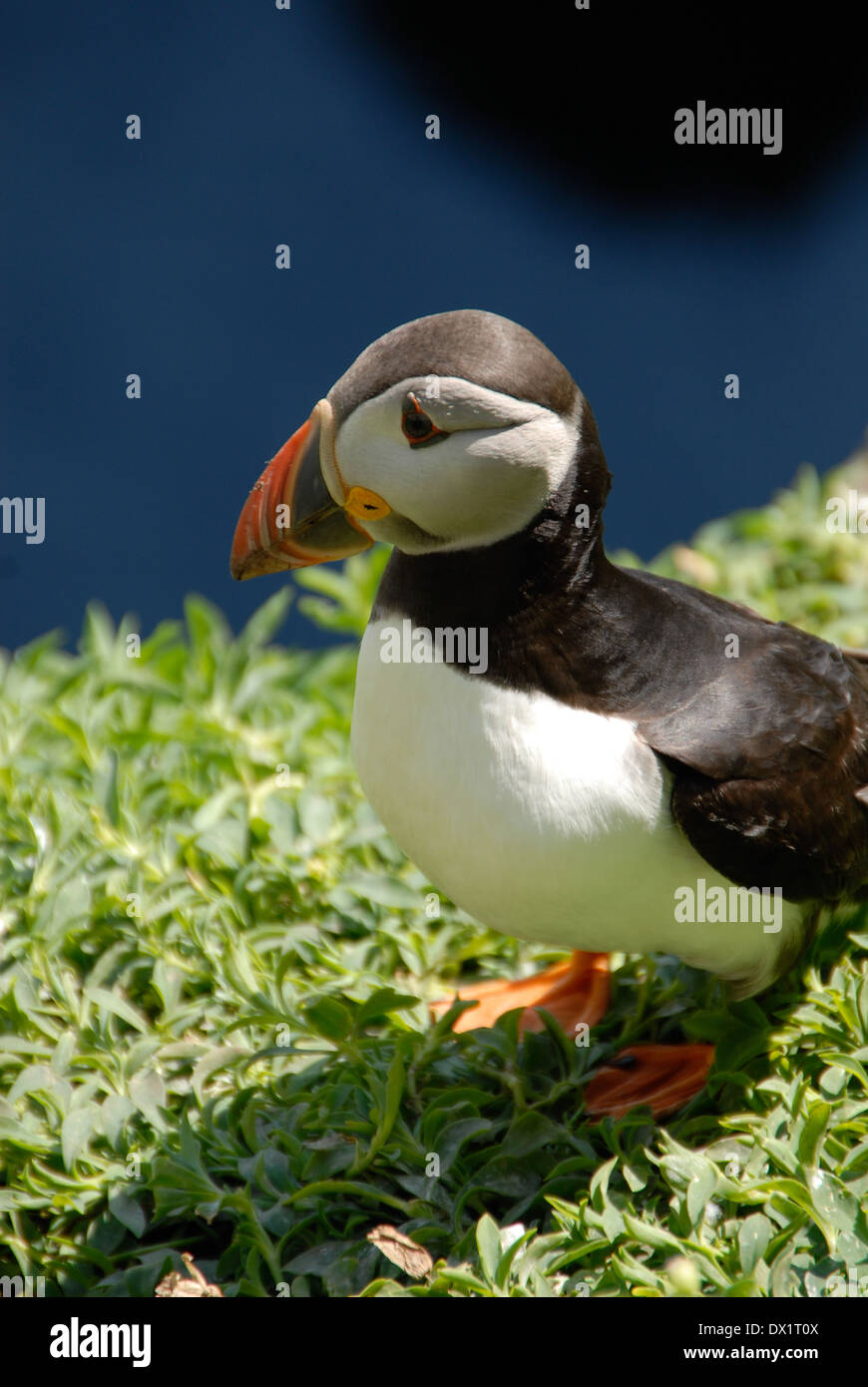 Puffin a Skellig Michael isola in Irlanda Foto Stock