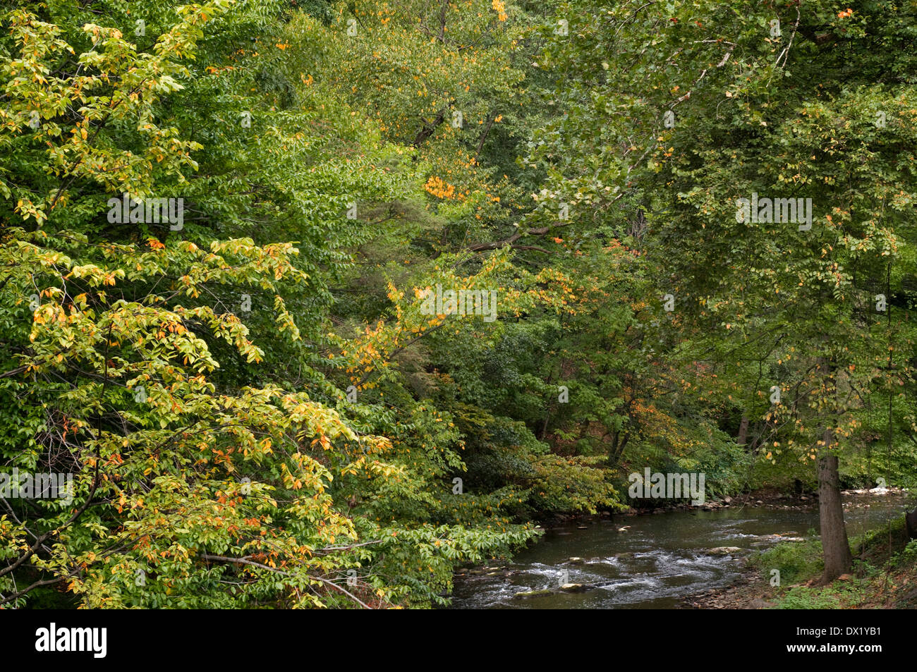 Passeggiate attraverso i boschi di conifere in New York Giardino Botanico. Fiume Bronx Pkwy e Kazimoroff Boulevard. Foto Stock