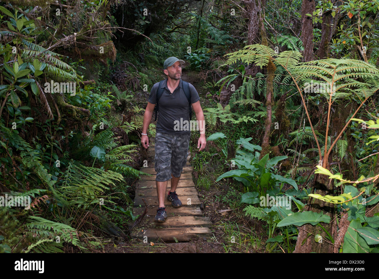 Trekking nella giungla Bélouve primario foresta. Questa è la foresta primaria con la flora è simile al Madagascar, Africa orientale Foto Stock