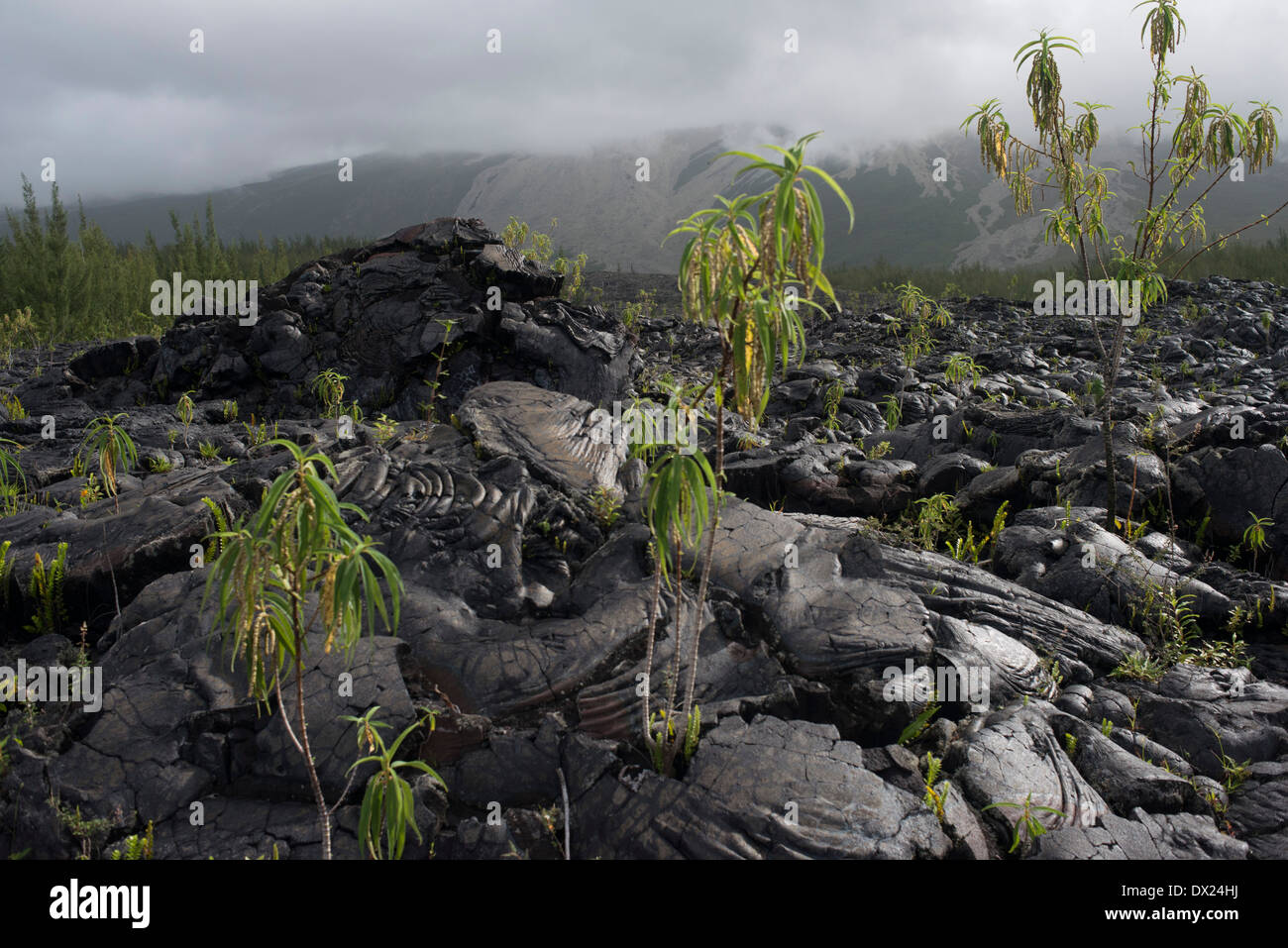 Eruzioni di lava negli ultimi accumulata ad est dell'isola di Reunion in Le Grand Brule. Il Grand Brûlé è la costiera Foto Stock