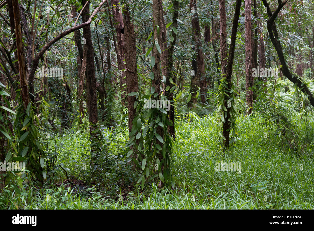 Borbone orchidee piantagioni. Baccelli di vaniglia sono steli di piante lianosa scalatori. I baccelli vengono riempiti con semi. Foto Stock