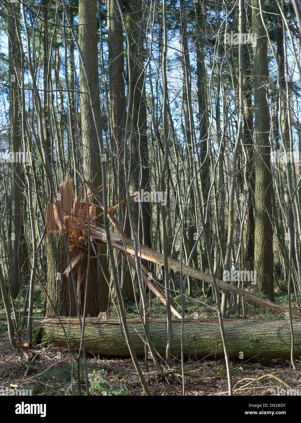 Coppia di pino silvestre (Pinus sylvestris) innestati a metà da venti alti durante una delle tempeste per colpire il Regno Unito nel mese di febbraio 2014 Foto Stock