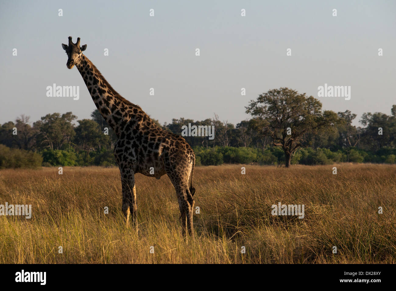 Alcune giraffe acqua potabile in un fiume vicino al campo Savute Elephant Camp da Orient Express in Botswna in Chobe National Foto Stock