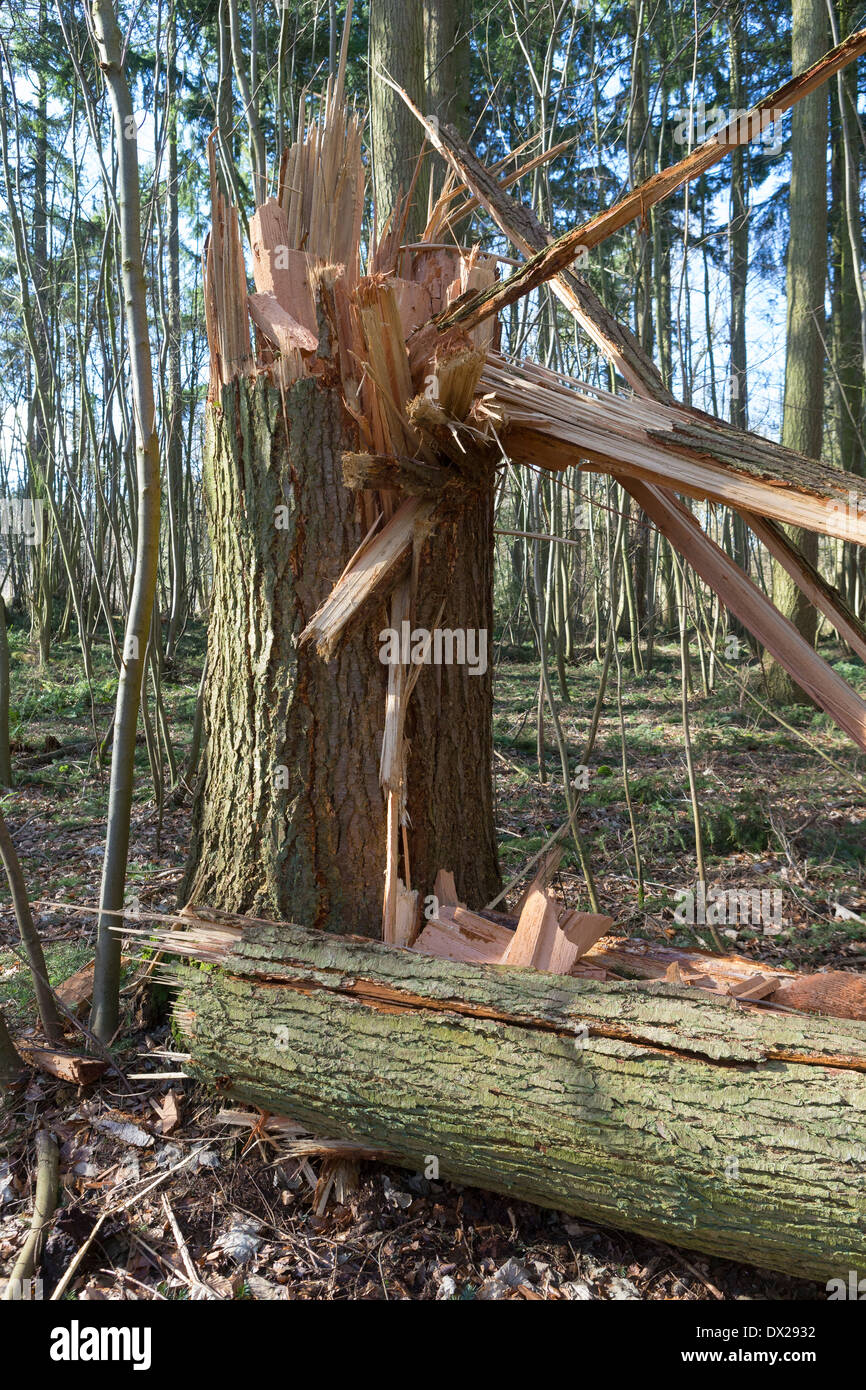 Coppia di pino silvestre (Pinus sylvestris) innestati a metà da venti alti durante una delle tempeste per colpire il Regno Unito nel mese di febbraio 2014 Foto Stock