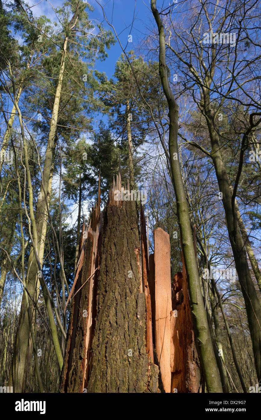 Coppia di pino silvestre (Pinus sylvestris) innestati a metà da venti alti durante una delle tempeste per colpire il Regno Unito nel mese di febbraio 2014 Foto Stock