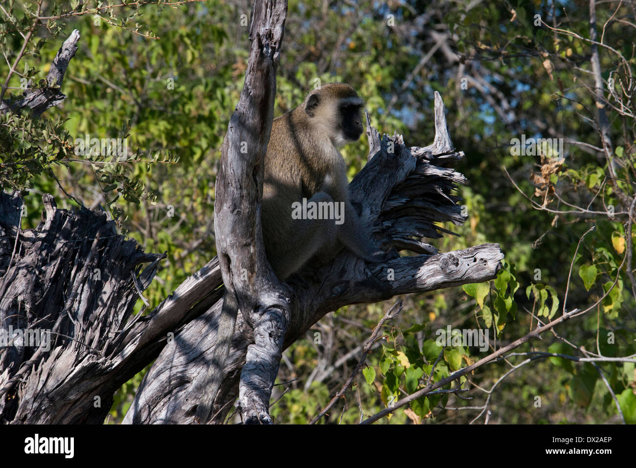 Una scimmia in allerta per l'attacco di un predatore vicino a Camp Khwai River Lodge da Orient Express in Botswana, entro la Moremi Game Foto Stock