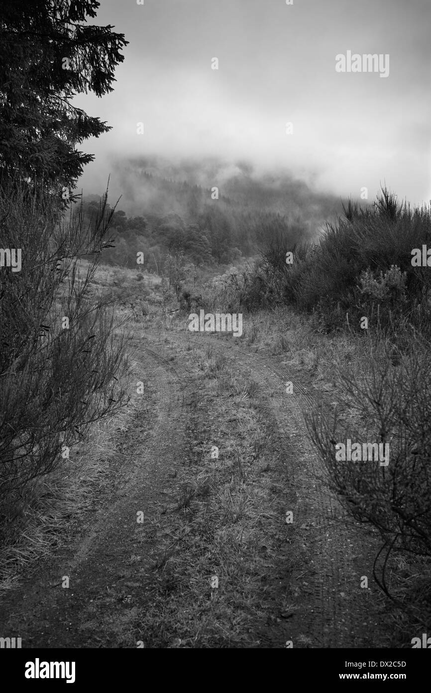 Di latifoglie e pini a Glenbranter foresta. Foto Stock