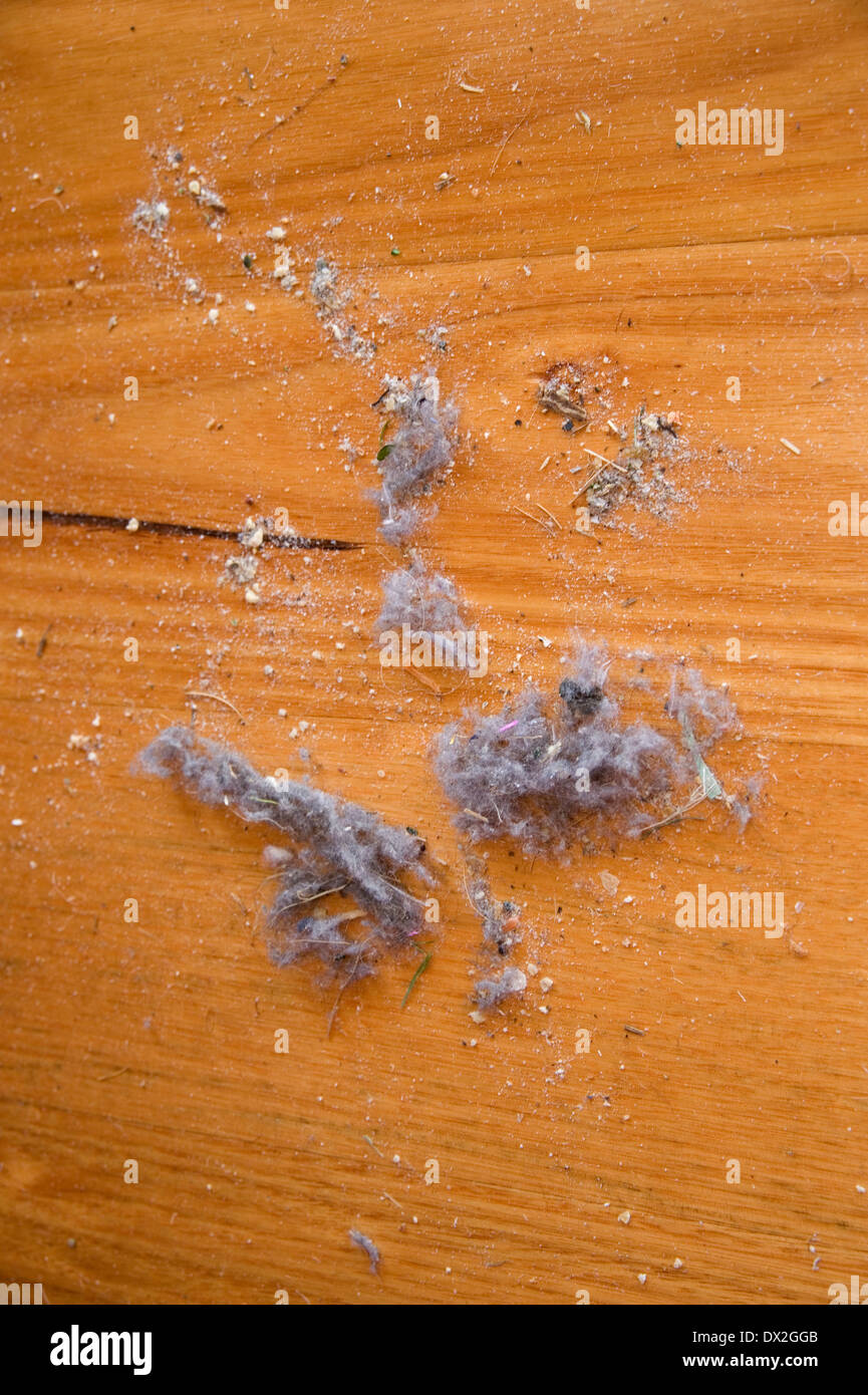 Conigli di polvere sul pavimento in legno Foto Stock