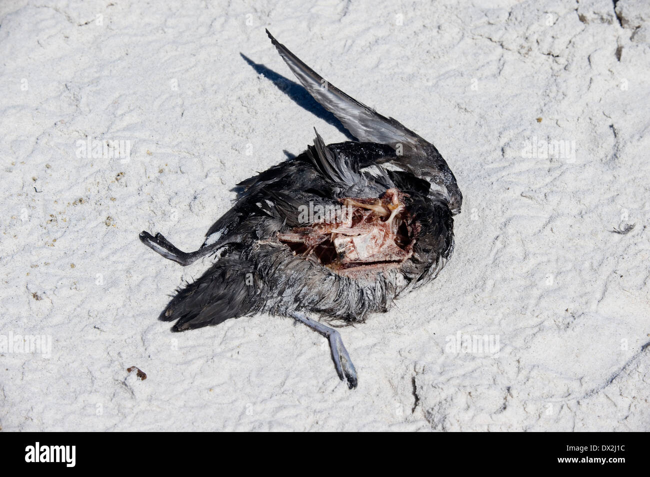 Marciume degli uccelli marini morti Australia Foto Stock