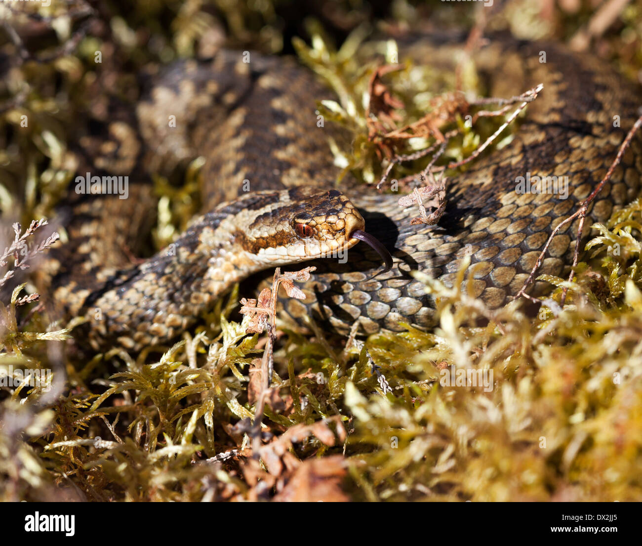 Sommatore maschio Vipera berus Sensing con linguetta North Pennines County Durham Regno Unito Foto Stock