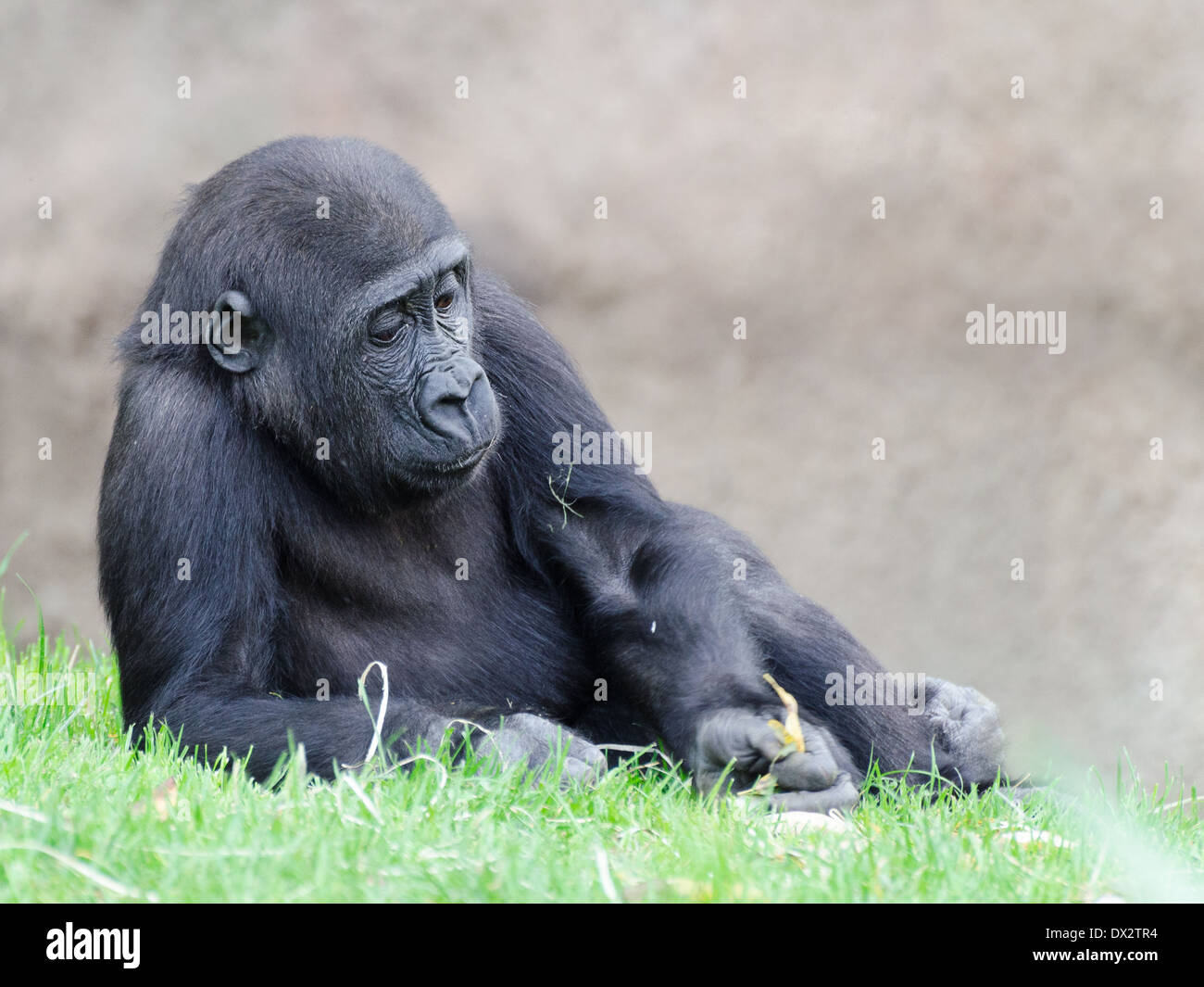 La figura del giovane gorilla sul prato Foto Stock