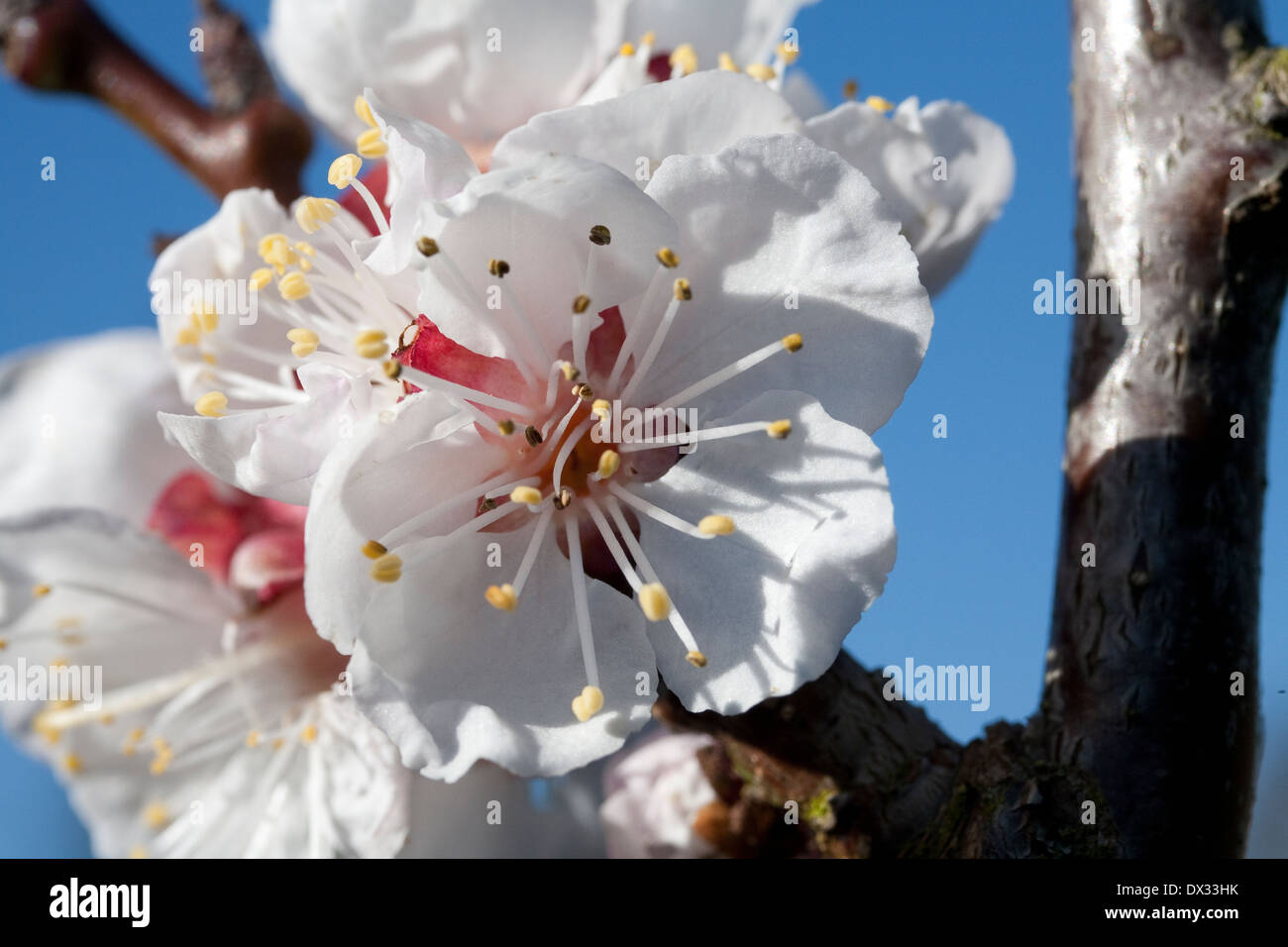 Apricot Blossom f Foto Stock