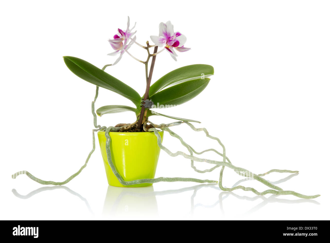 Poco orchid in verde pot, su uno sfondo bianco Foto Stock