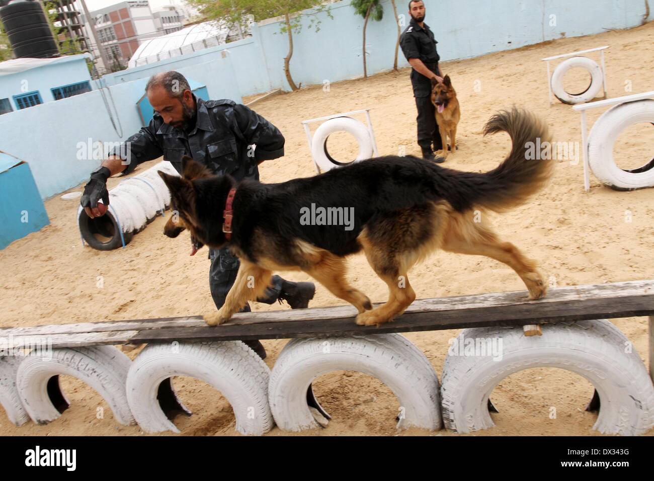La città di Gaza, Striscia di Gaza, Territori palestinesi. Xvii Mar, 2014. I gestori di palestinese addestrare i cani a una polizia dog training center di Gaza City Marzo 17, 2014. Una polizia dog training center creato da anti-drug unit nella Striscia di Gaza in early 2012, include 16 cani di polizia per lavorare in tutta la striscia di Gaza, dove è stato utilizzato per la prima volta alcuni giorni fa per rilevare i trafficanti di droga Credito: Mohammed Asad/immagini APA/ZUMAPRESS.com/Alamy Live News Foto Stock